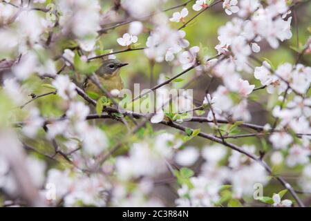 A female Black-throated Blue warbler blends in as she forages for a meal among the cherry blossoms at Toronto`s popular Rosetta McClain Gardens. Stock Photo